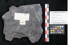 Foto (Objekt + Etikett) von Ficus praelanceolata Ettingshausen (NHMW-GEO-2024-0188-10222)
